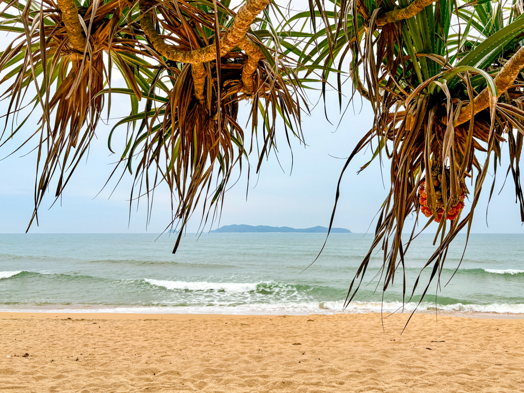 A pandan tree reaches out across the shoreline toward the pale green of the South China Sea.