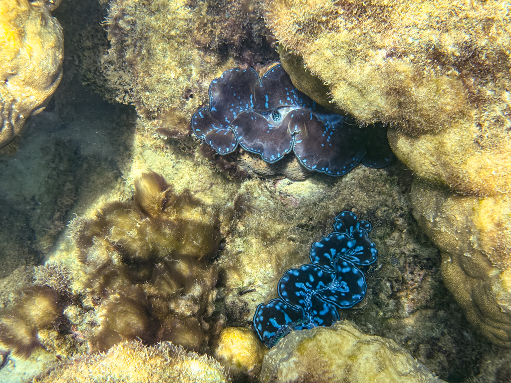 Giant blue clams nestled in the rocks