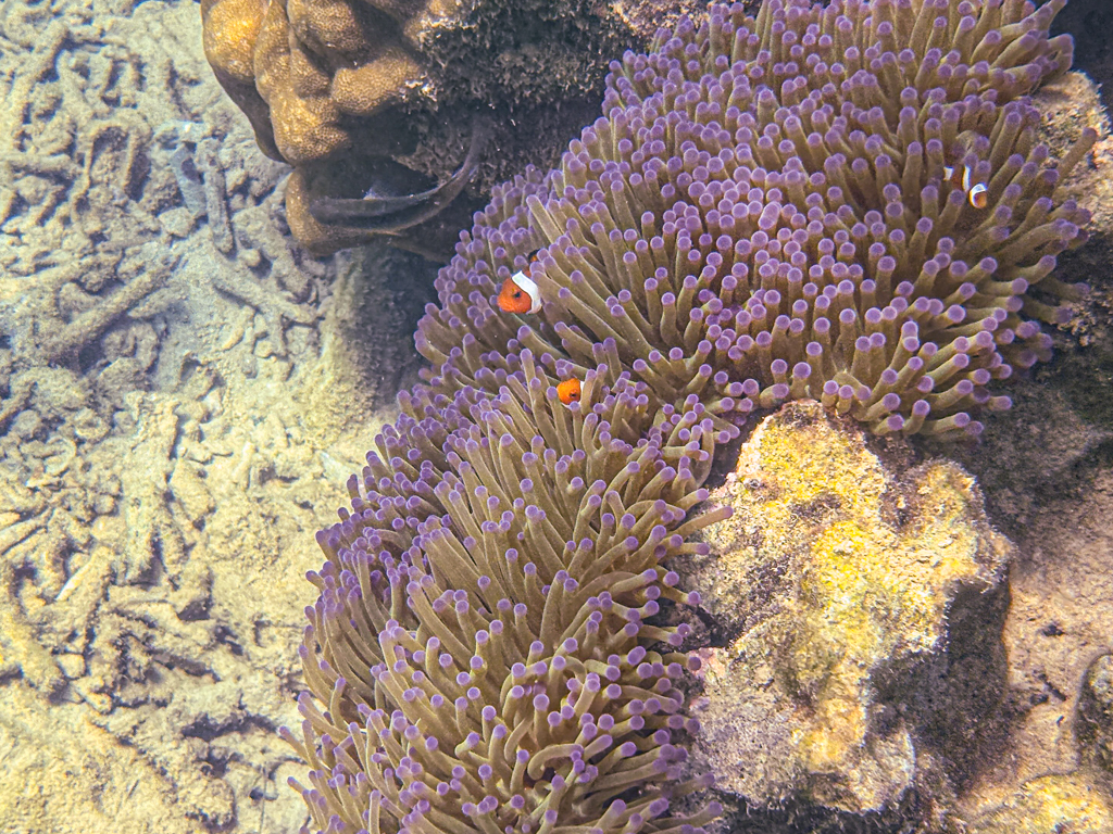 Two clownfish swim through a yellow and purple anemone