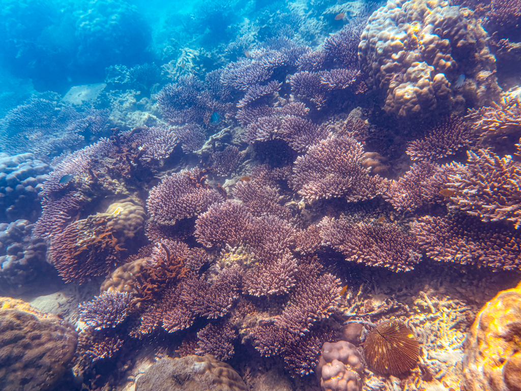 A coral reef in the Marine Park off Pulau Kapas