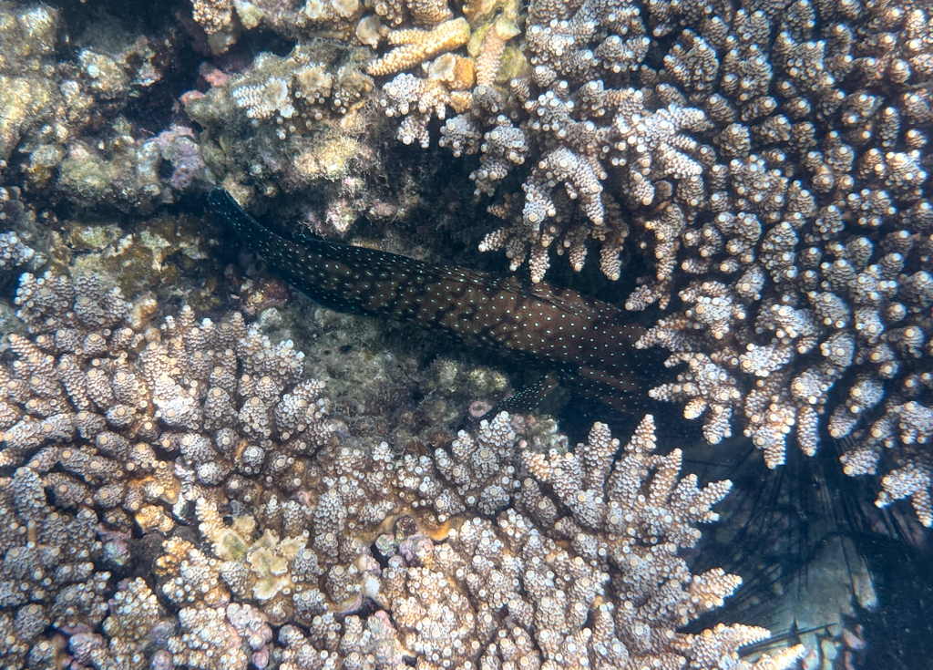 A brown fish with white spots hides in the coral