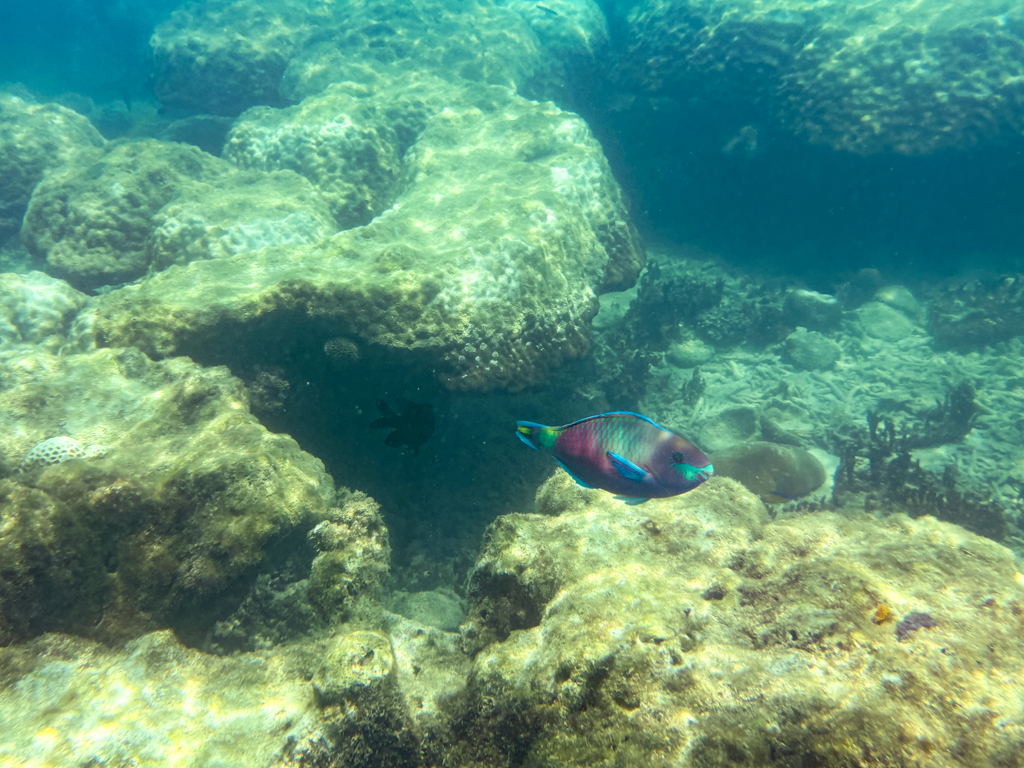 A vivid parrotfish swims through bright blue waters